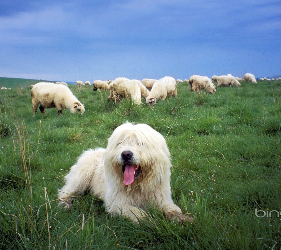 Обои трава, собака, овцы, grass, dog, sheep разрешение 1920x1200 Загрузить