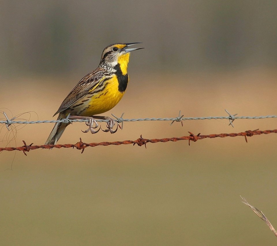 Обои природа, забор, птицы, колючая проволока, щегол, птаха, nature, the fence, birds, barbed wire, goldfinch, bird разрешение 1920x1200 Загрузить