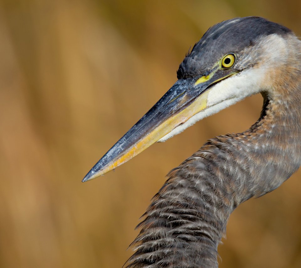 Обои птица, клюв, шея, цапля, bird, beak, neck, heron разрешение 1920x1200 Загрузить