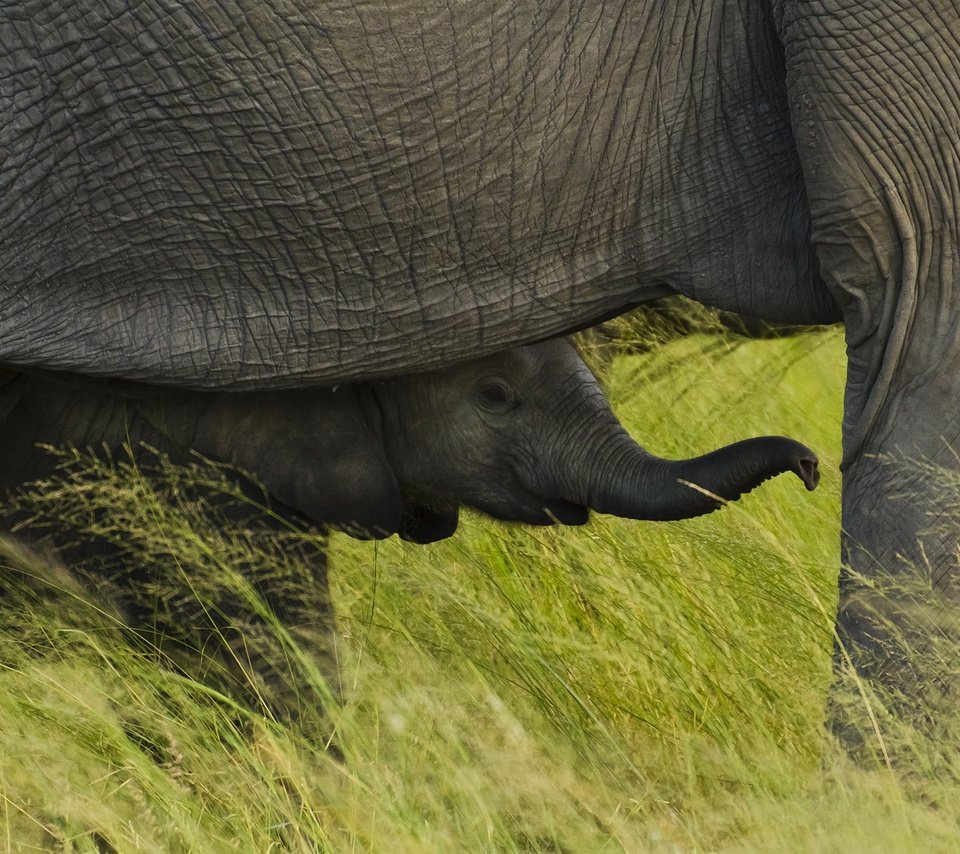 Обои трава, африка, слоны, слоненок, национальный парк чобе, ботсвана, grass, africa, elephants, elephant, chobe national park, botswana разрешение 1920x1080 Загрузить