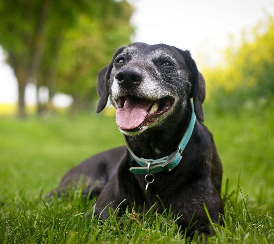 Обои трава, черный, собака, ошейник, лабрадор-ретривер, пес отдыхает, grass, black, dog, collar, labrador retriever, dog resting разрешение 1920x1200 Загрузить