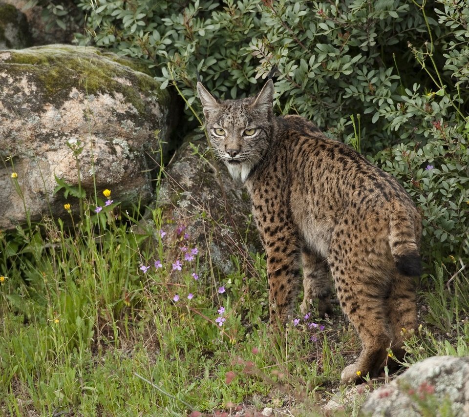 Обои трава, дерево, лес, рысь, животные, рыси, grass, tree, forest, lynx, animals разрешение 1920x1080 Загрузить