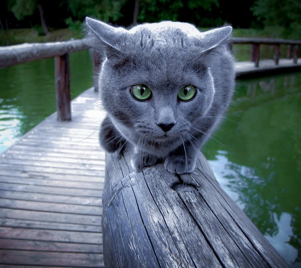 Обои кот, мост, зеленые глаза, осторожность, cat, bridge, green eyes, caution разрешение 2560x1600 Загрузить