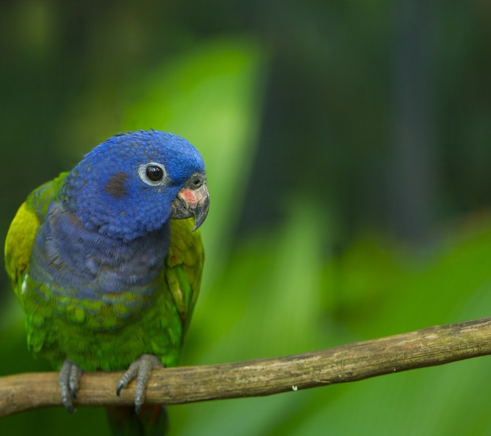 Обои ветка, птица, перья, ствол, окрас, попугай, branch, bird, feathers, trunk, color, parrot разрешение 2560x1600 Загрузить