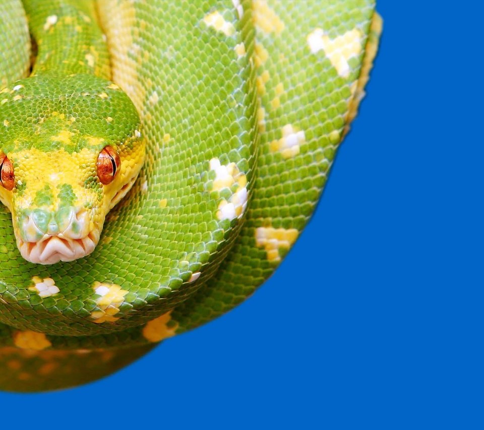 Обои глаза, красные, змея, зеленая, синий фон, рептилия, eyes, red, snake, green, blue background, reptile разрешение 1920x1200 Загрузить