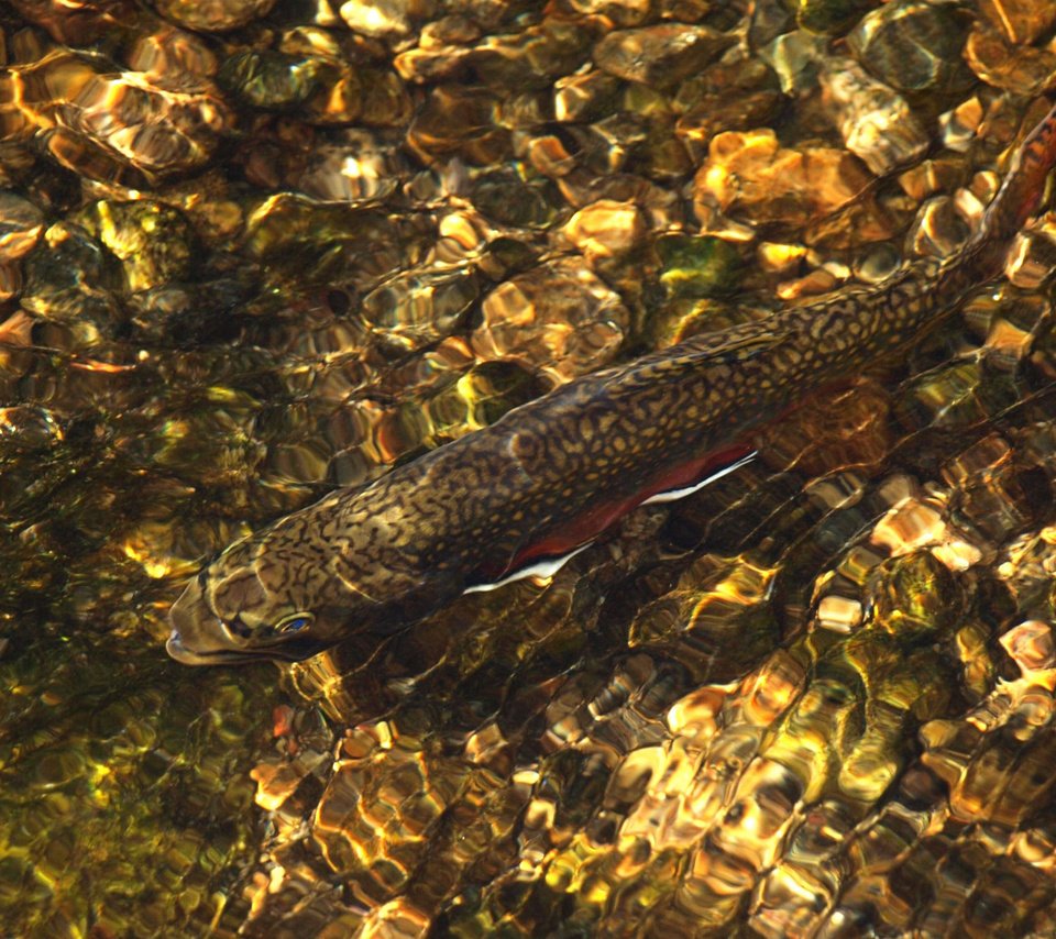 Обои вода, река, камни, рыба, рябь, water, river, stones, fish, ruffle разрешение 1920x1200 Загрузить