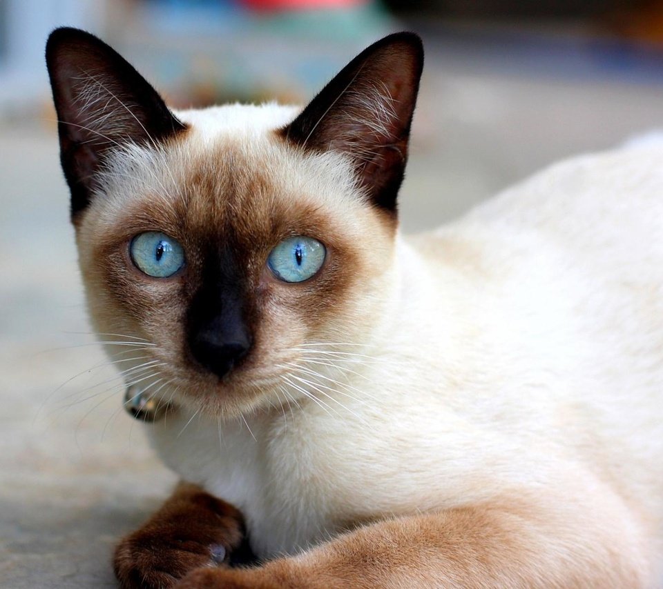 Обои кошка, сиамская, голубоглазая, сиамская кошечка, cat, siamese, blue-eyed, siamese cat разрешение 1920x1200 Загрузить