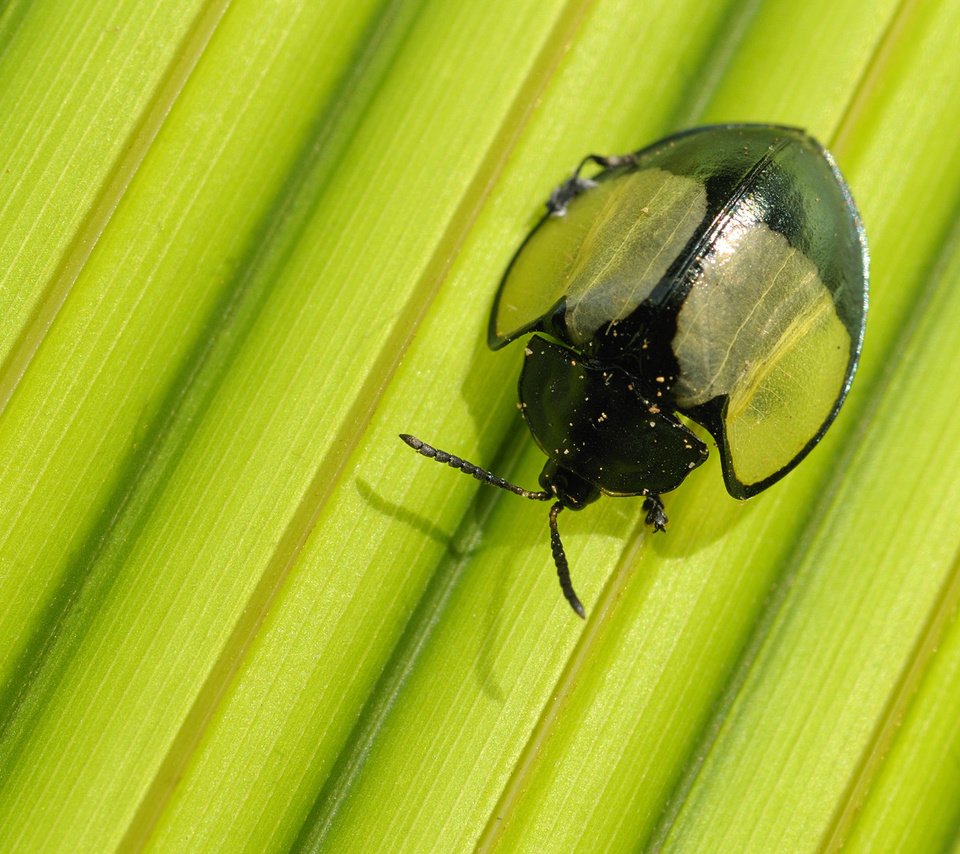 Обои жук, макро, насекомое, лист, beetle, macro, insect, sheet разрешение 1920x1080 Загрузить