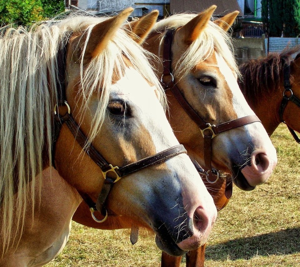 Обои взгляд, лошади, грива, лошадки, породистые, чистокровные, look, horse, mane, horses, pedigree, thoroughbred разрешение 1920x1200 Загрузить