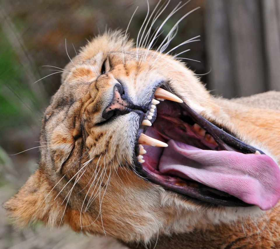 Обои морда, зубы, лев, язык, пасть, львица, львица зевает, face, teeth, leo, language, mouth, lioness, a lioness yawns разрешение 1920x1200 Загрузить