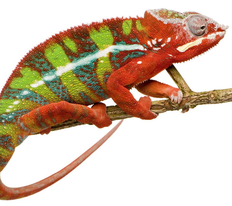 Обои ветка, ящерица, белый фон, хамелеон, branch, lizard, white background, chameleon разрешение 1920x1200 Загрузить