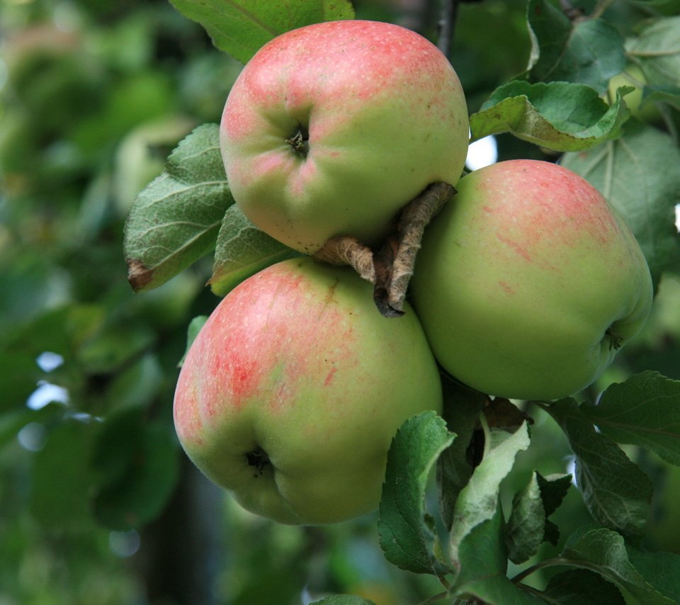 Обои фрукты, яблоки, сад, урожай, яблоня, fruit, apples, garden, harvest, apple разрешение 1920x1280 Загрузить