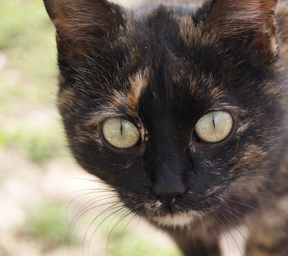 Обои глаза, кот, усы, кошка, окрас, прикольные глазки, eyes, cat, mustache, color, cool eyes разрешение 1920x1270 Загрузить