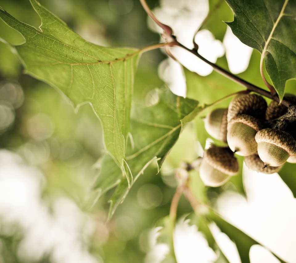 Обои ветка, дерево, листья, дуб, жёлуди, branch, tree, leaves, oak, acorns разрешение 1920x1275 Загрузить