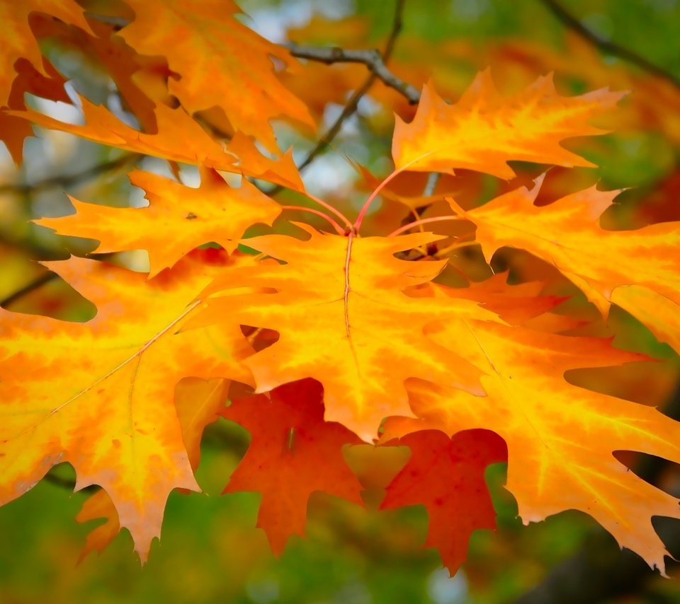 Обои листья, фон, ветки, осень, размытость, клен, красивые, leaves, background, branches, autumn, blur, maple, beautiful разрешение 1920x1200 Загрузить