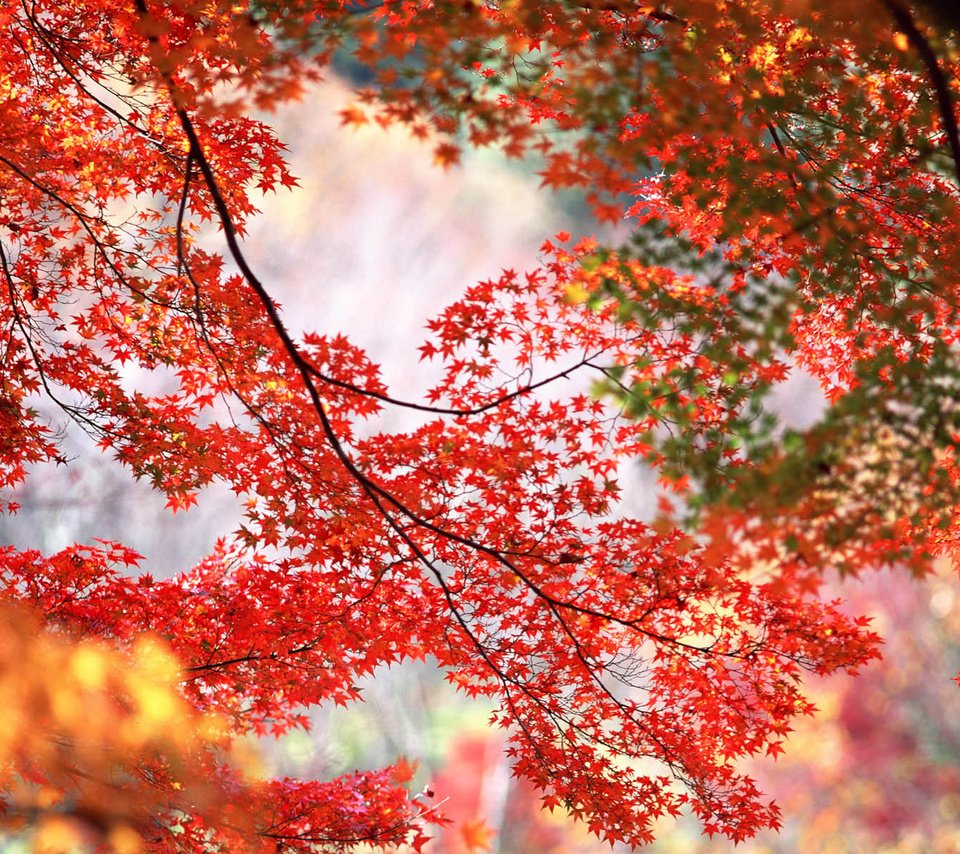 Обои деревья, листья, ветки, осень, trees, leaves, branches, autumn разрешение 1920x1200 Загрузить