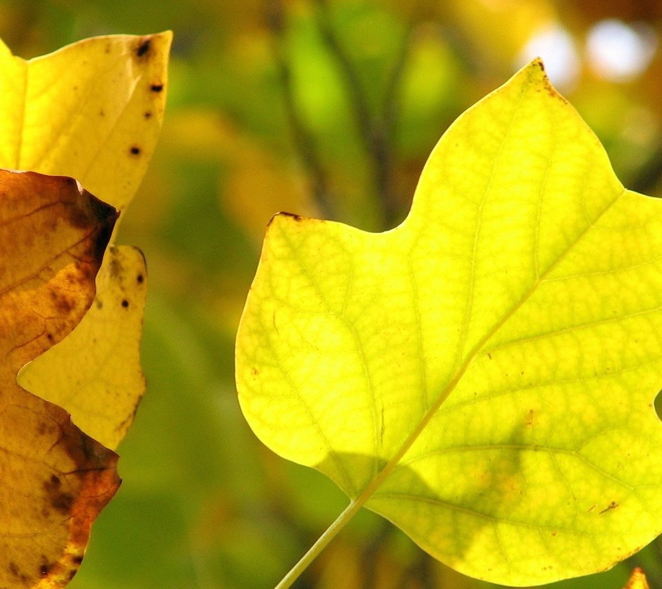Обои листья, макро, осень, прожилки, желтые, leaves, macro, autumn, veins, yellow разрешение 1920x1200 Загрузить