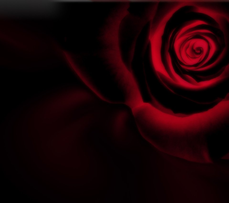 Обои роза, черный фон, инверсия, rose, black background, inversion разрешение 2560x1600 Загрузить