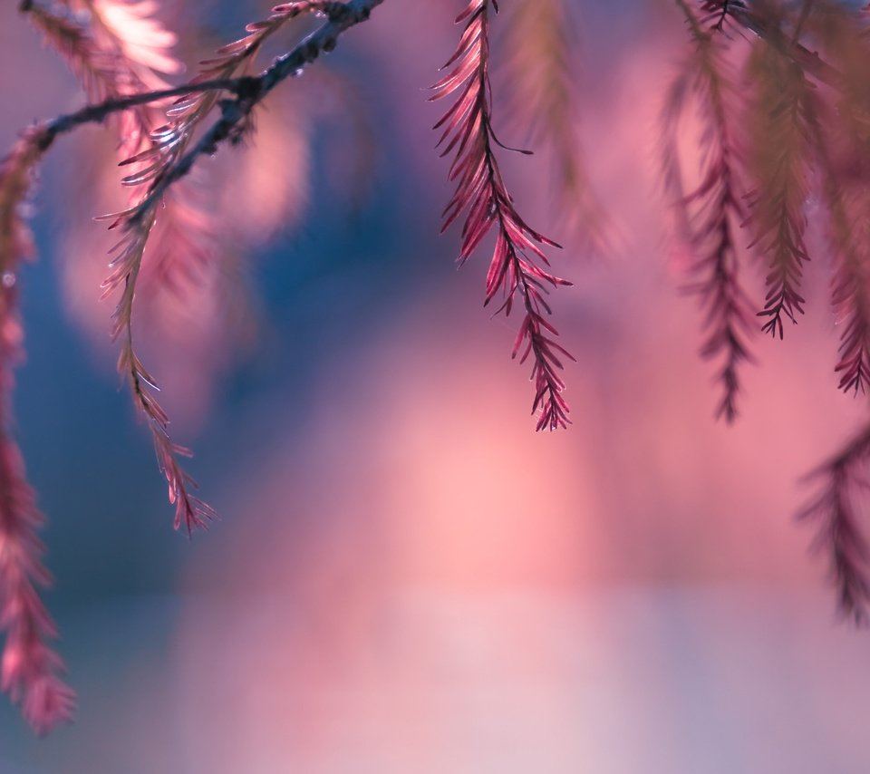 Обои листья, макро, розовый, боке, веточки, leaves, macro, pink, bokeh, twigs разрешение 1920x1277 Загрузить