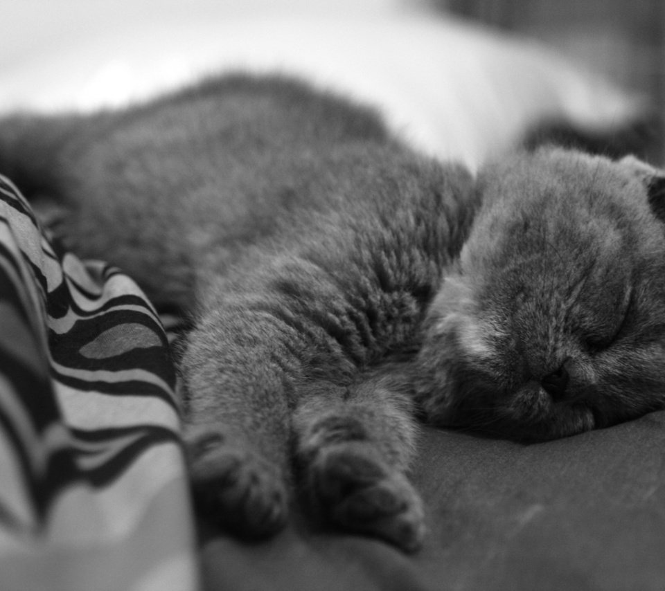 Обои кот, кошка, лапки, я устал, полосатое покрывало, cat, legs, i'm tired, striped blanket разрешение 1920x1280 Загрузить