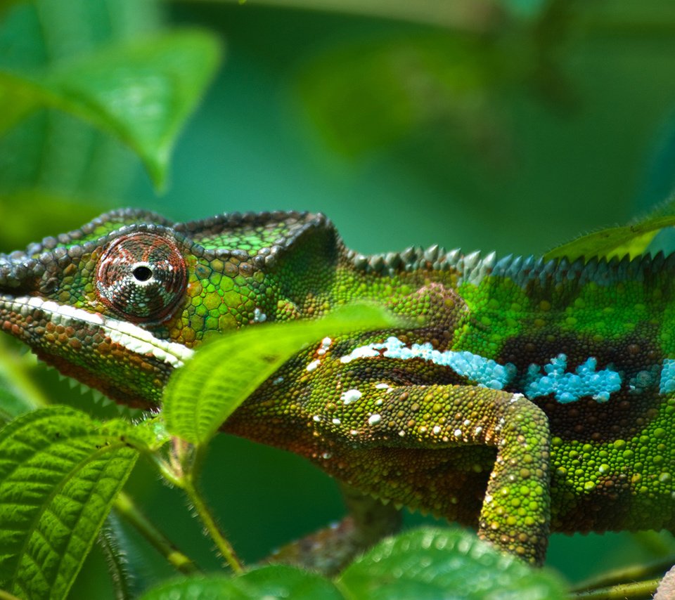 Обои листва, ящерица, зеленая, окрас, хамелеон, яркий, рептилия, foliage, lizard, green, color, chameleon, bright, reptile разрешение 1920x1080 Загрузить