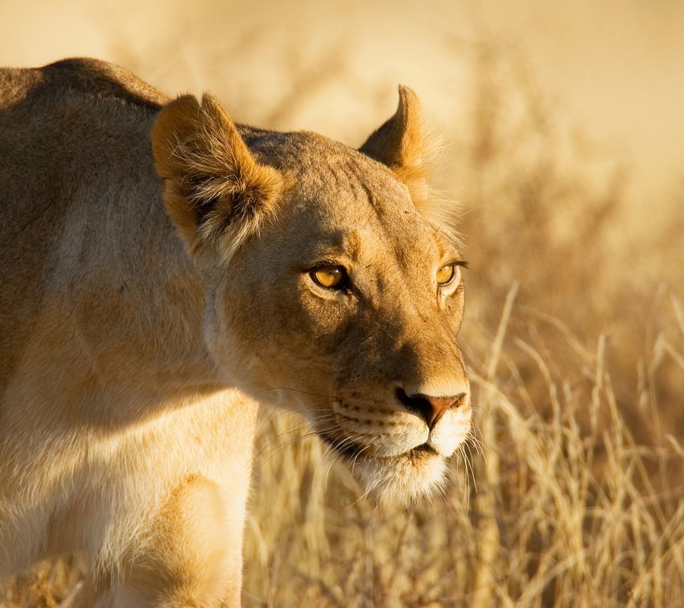 Обои морда, взгляд, лев, охота, львица, львица на охоте, face, look, leo, hunting, lioness, lioness on the hunt разрешение 1920x1280 Загрузить