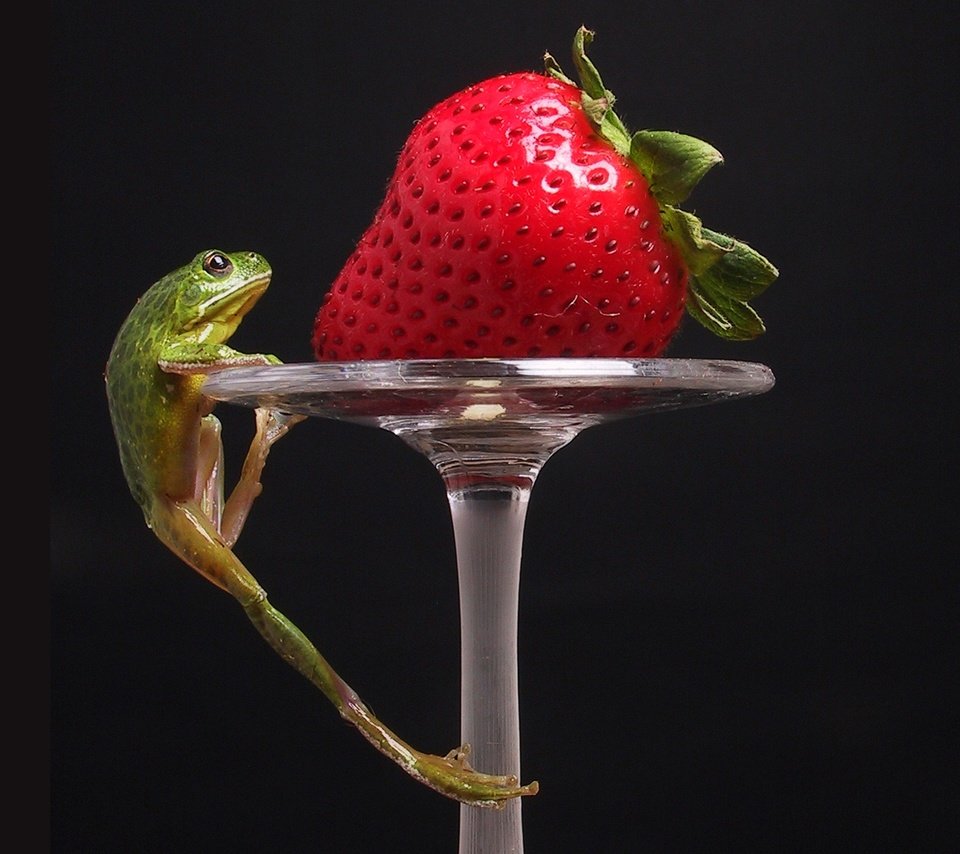 Обои клубника, лягушка, strawberry, frog разрешение 1920x1200 Загрузить