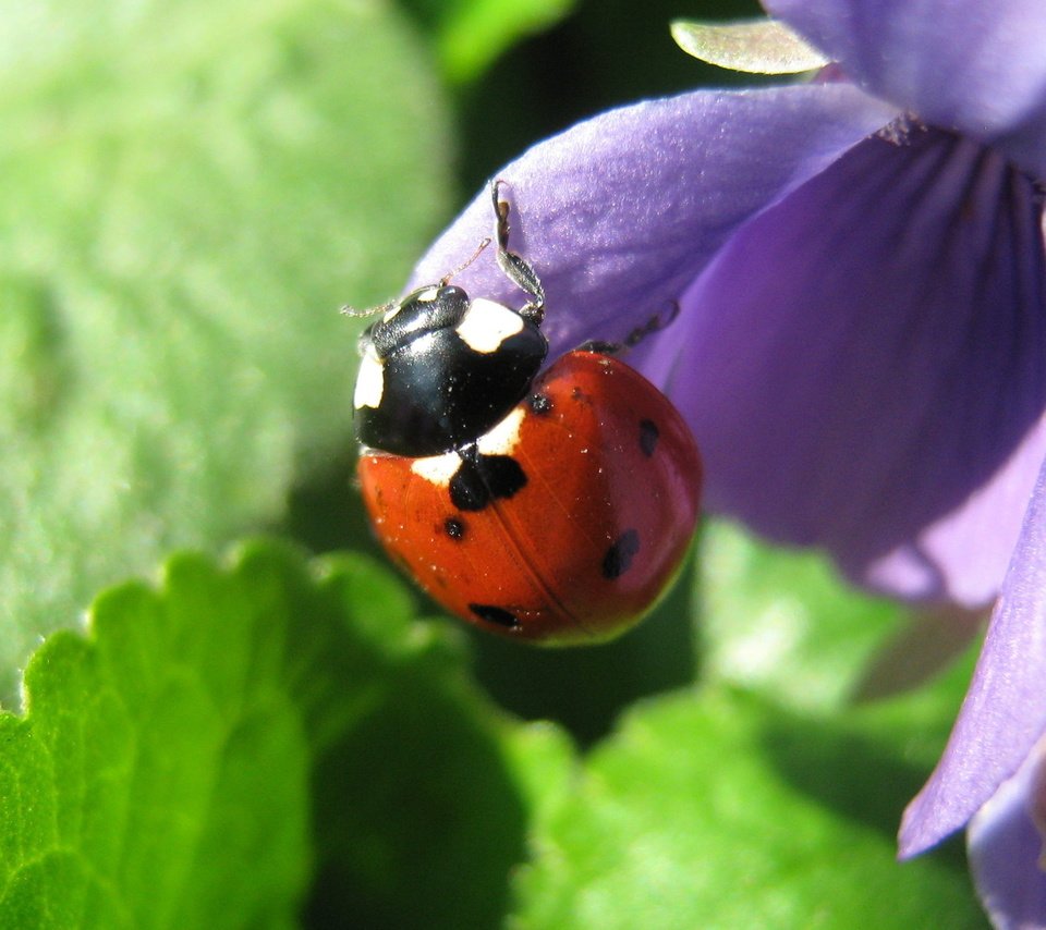 Обои насекомое, божья коровка, синий цветок, insect, ladybug, blue flower разрешение 1920x1200 Загрузить