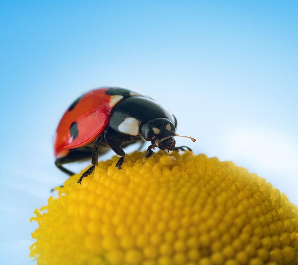 Обои небо, макро, цветок, насекомые, божья коровка, the sky, macro, flower, insects, ladybug разрешение 1920x1280 Загрузить