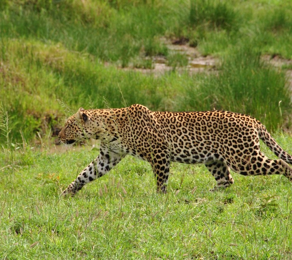 Обои трава, леопард, хищник, дикая кошка, крадётся, красивый леопард, grass, leopard, predator, wild cat, sneaks, beautiful leopard разрешение 1920x1285 Загрузить