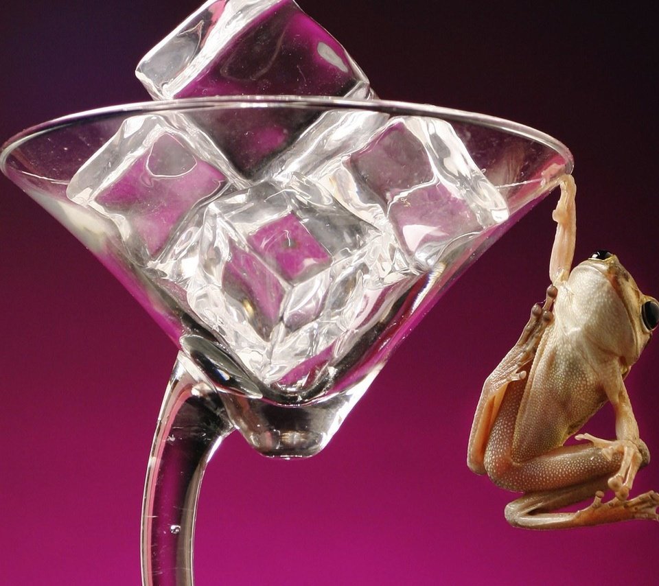 Обои лягушка, фужер, кубики льда, frog, glass, ice cubes разрешение 1920x1200 Загрузить