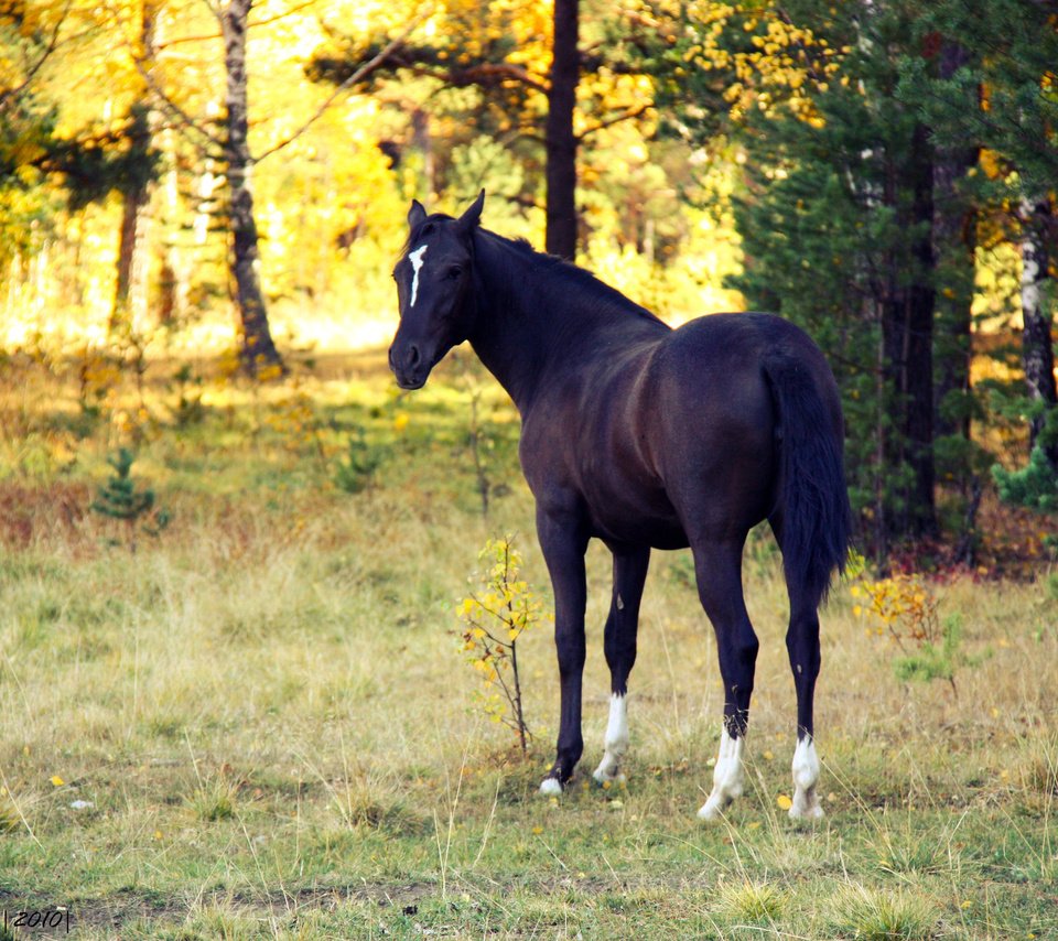 Обои лошадь, вечер, закат, осень, конь, белая метка, horse, the evening, sunset, autumn, white label разрешение 1920x1280 Загрузить