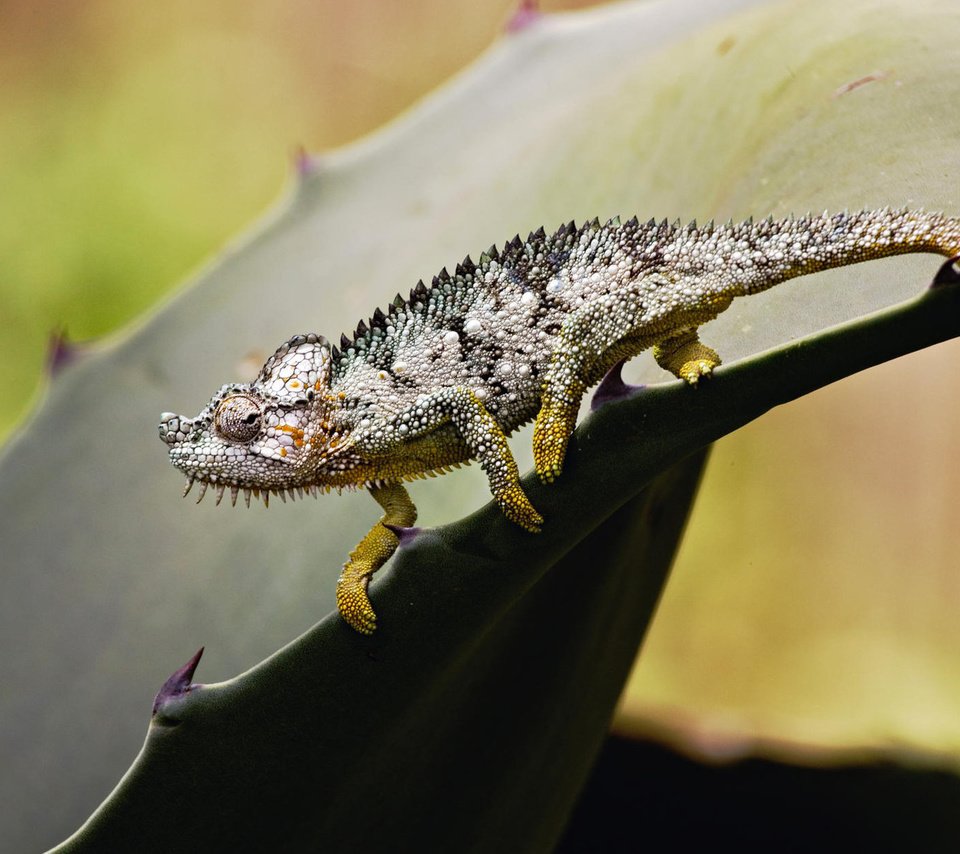 Обои лист, ящерица, колючки, растение, хамелеон, sheet, lizard, barb, plant, chameleon разрешение 1920x1200 Загрузить