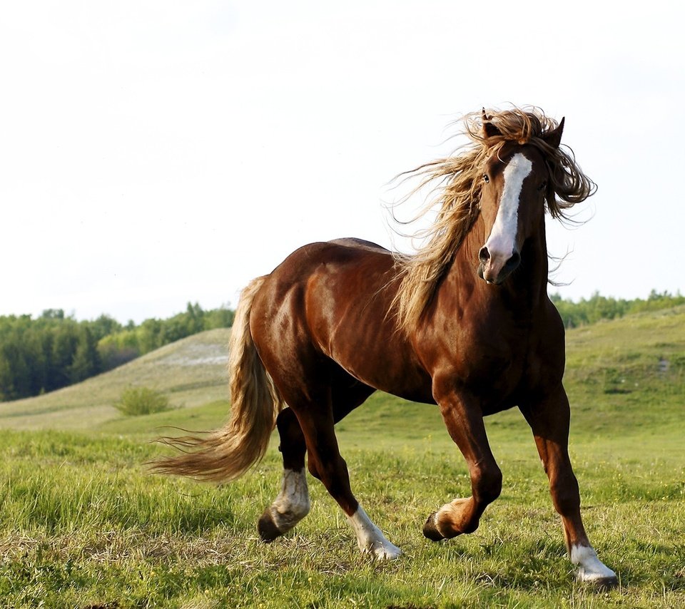 Обои лошадь, природа, конь, грива, копыта, конь в поле, horse, nature, mane, hooves, horse in field разрешение 1920x1280 Загрузить