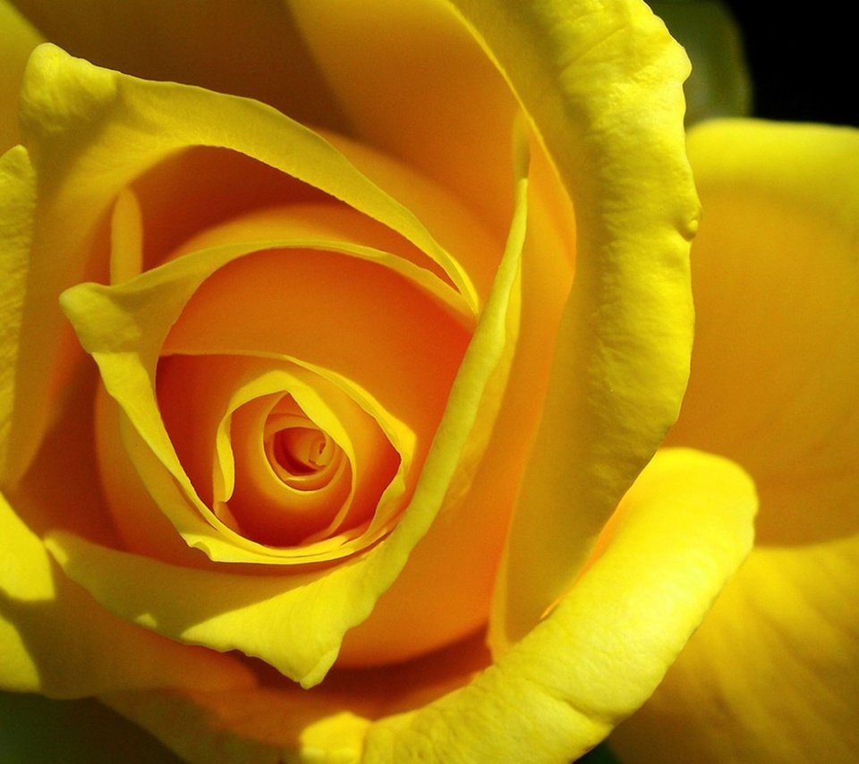 Обои цветок, роза, лепестки, бутон, жёлтая, крупным планом, flower, rose, petals, bud, yellow, closeup разрешение 1920x1200 Загрузить