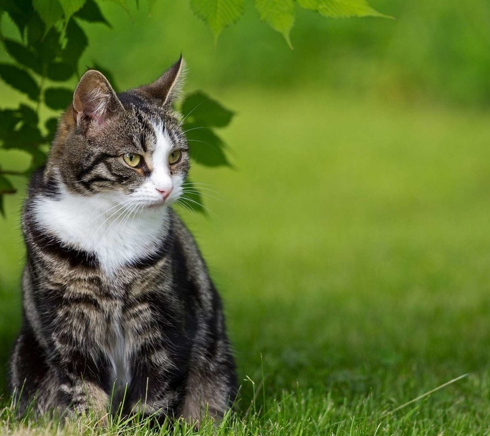 Обои трава, природа, зелень, кот, кошка, полосатая, grass, nature, greens, cat, striped разрешение 1920x1200 Загрузить