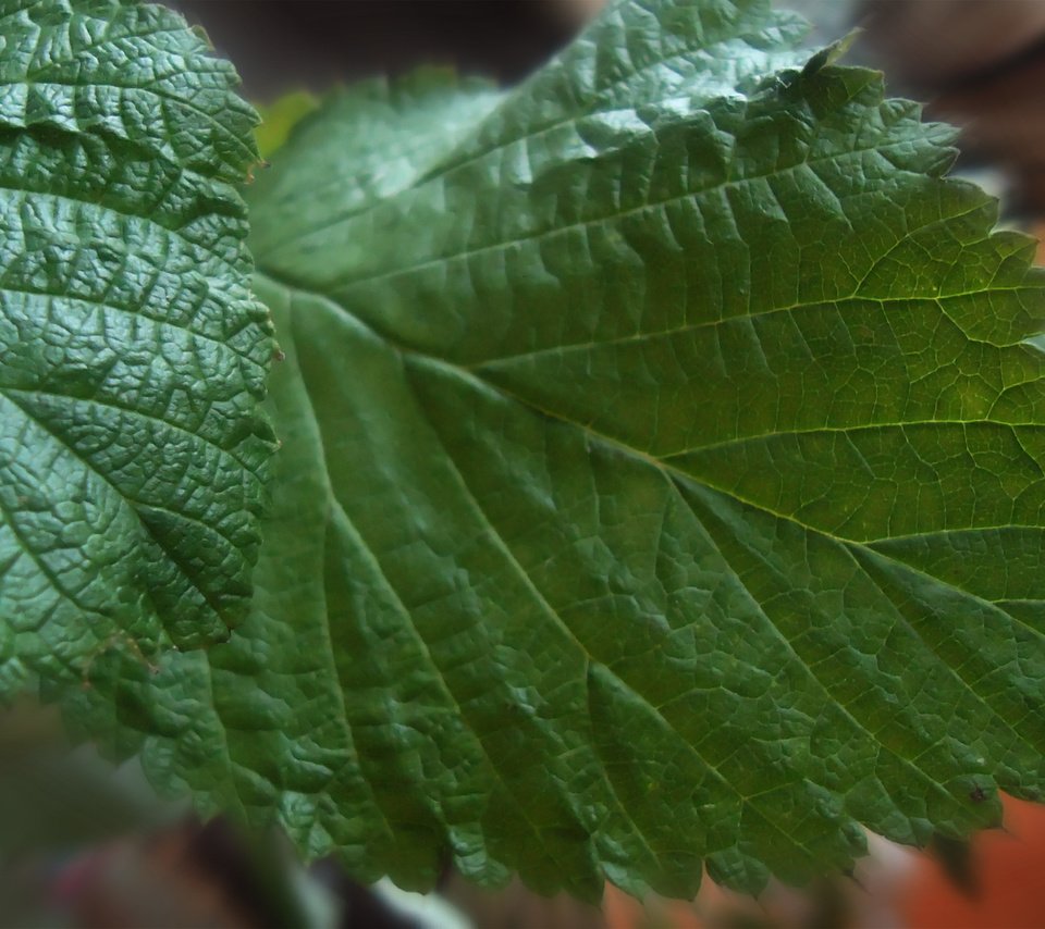 Обои крупный план, листья малины, close-up, raspberry leaves разрешение 2560x1600 Загрузить