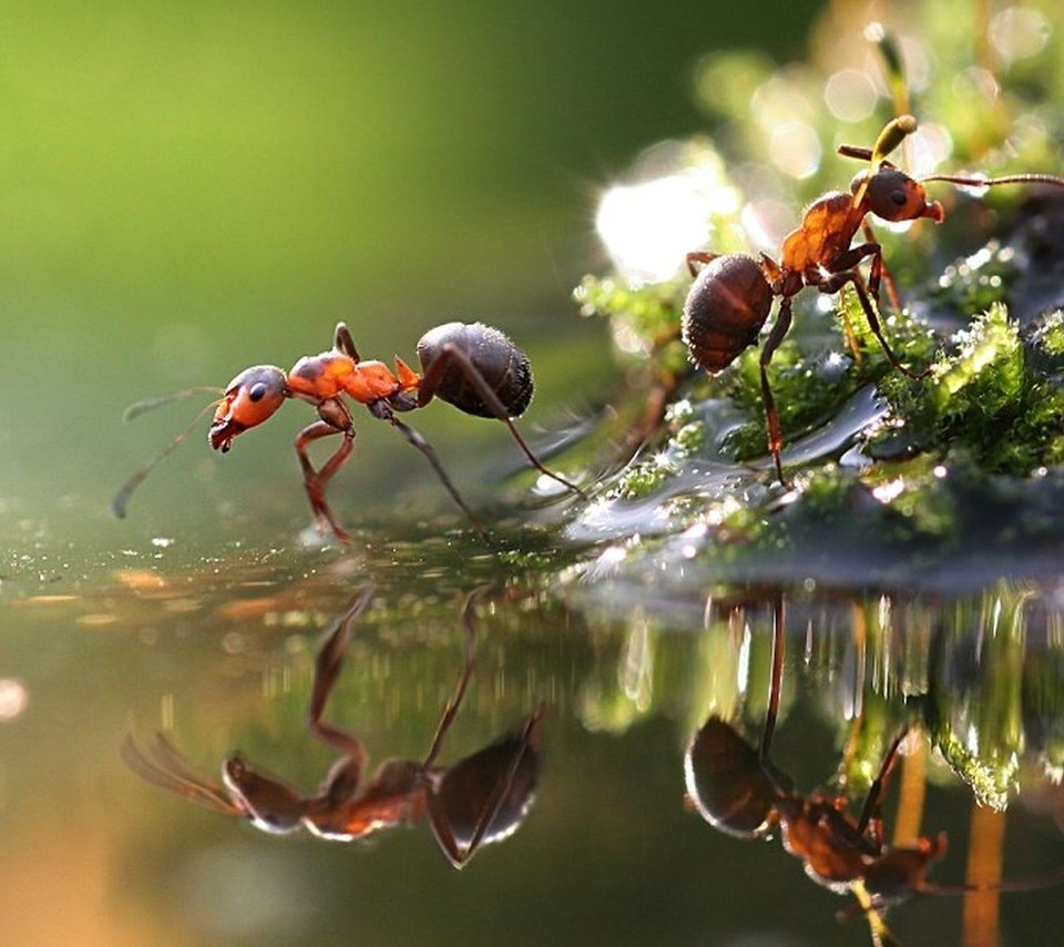 Обои вода, макро, отражение, насекомые, лужа, муравьи, water, macro, reflection, insects, puddle, ants разрешение 1920x1200 Загрузить