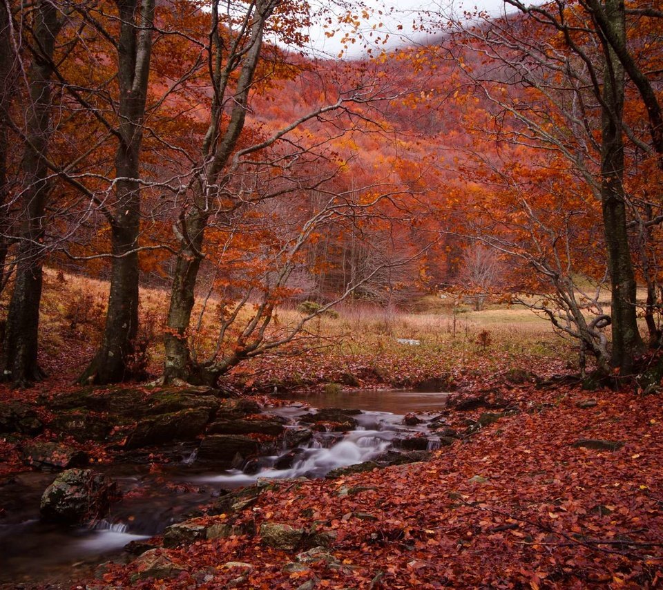 Обои лес, ручей, осень, forest, stream, autumn разрешение 1920x1200 Загрузить