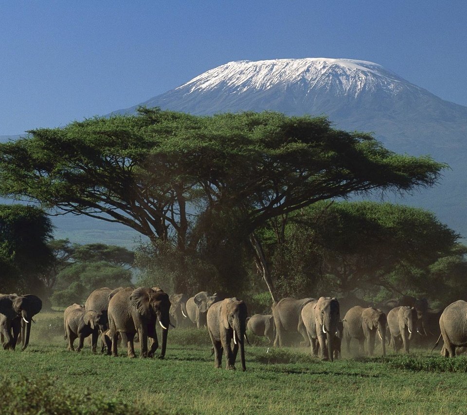 Обои снег, гора, слоны, стадо, вершина, килиманджаро, занзибар, snow, mountain, elephants, the herd, top разрешение 1920x1200 Загрузить