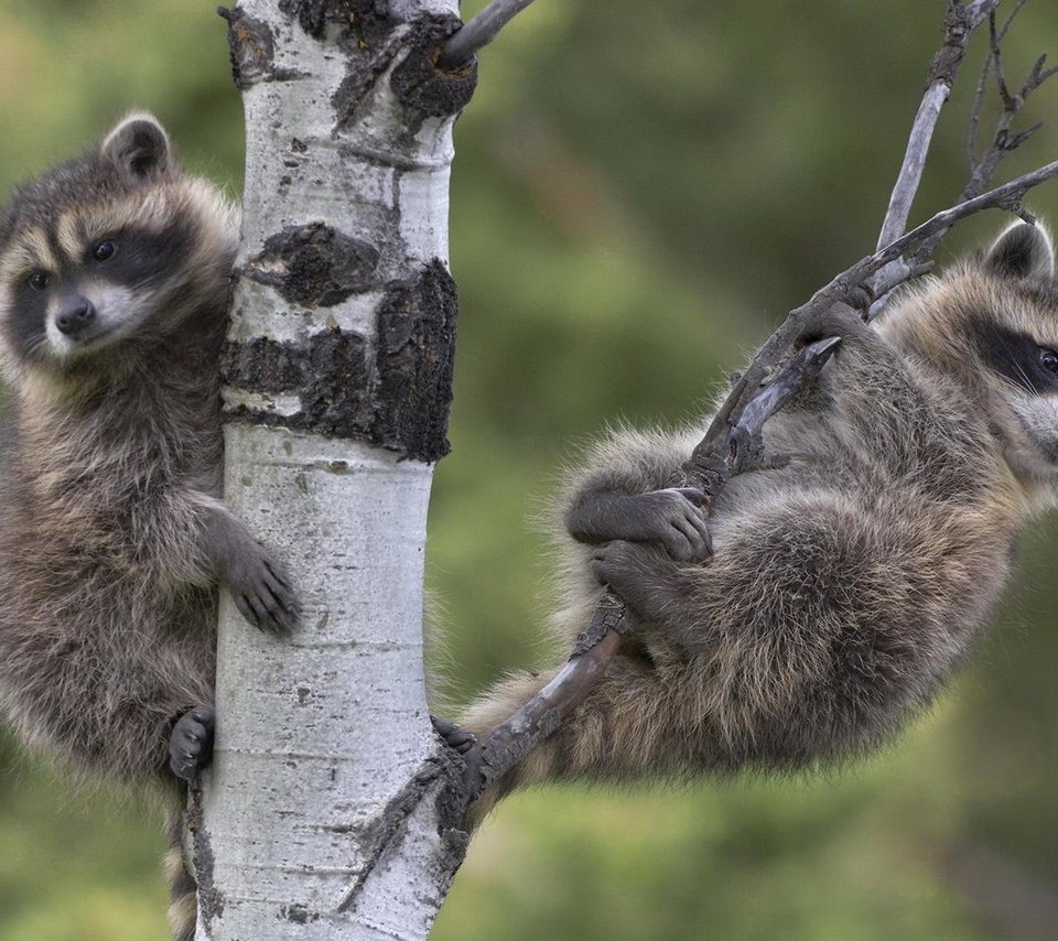 Обои дерево, ветки, два, еноты, енот, енот-полоскун, tree, branches, two, raccoons, raccoon разрешение 1920x1200 Загрузить