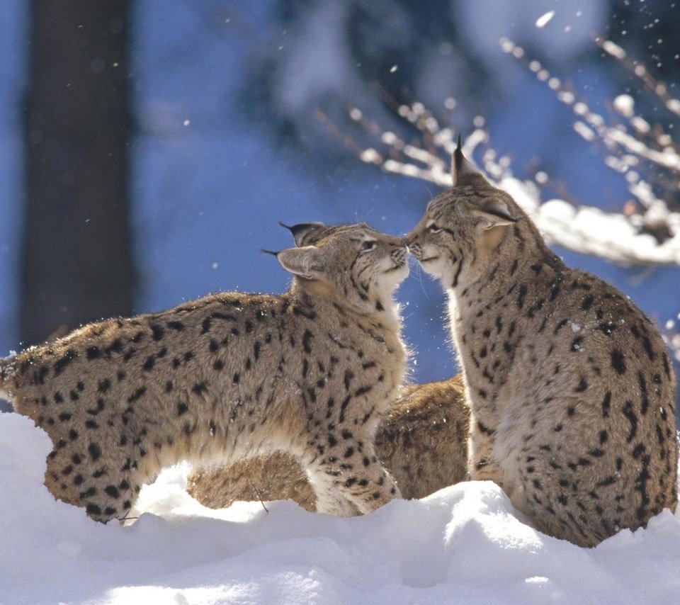 Обои снег, зима, рысь, животные, дикая кошка, рыси, snow, winter, lynx, animals, wild cat разрешение 1920x1200 Загрузить