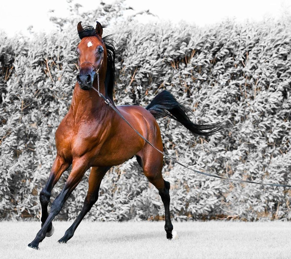 Обои лошадь, снег, конь, бег, жеребец, horse, snow, running, stallion разрешение 1920x1200 Загрузить