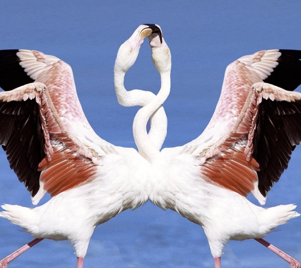 Обои фламинго, птицы, танец, flamingo, birds, dance разрешение 1920x1200 Загрузить