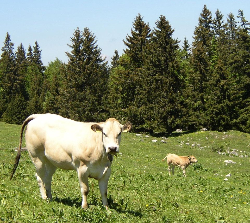 Обои трава, корова, телёнок, grass, cow, calf разрешение 1920x1200 Загрузить