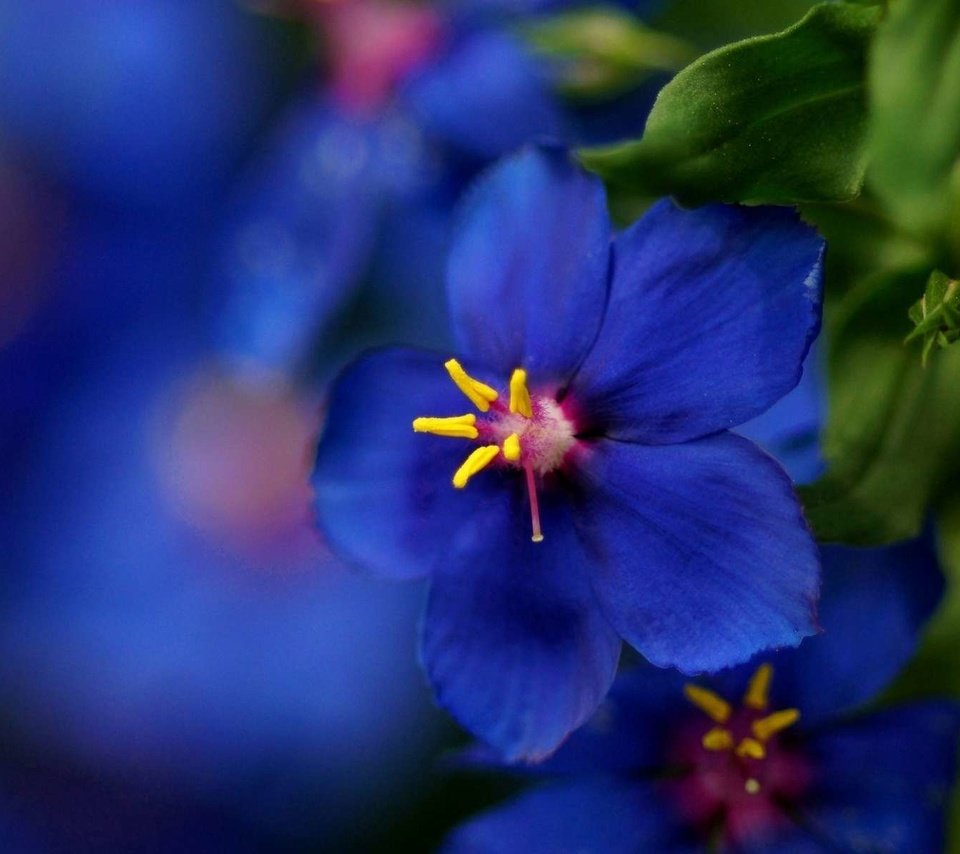 Обои макро, синий, цветок, размытость, красиво, macro, blue, flower, blur, beautiful разрешение 1920x1200 Загрузить