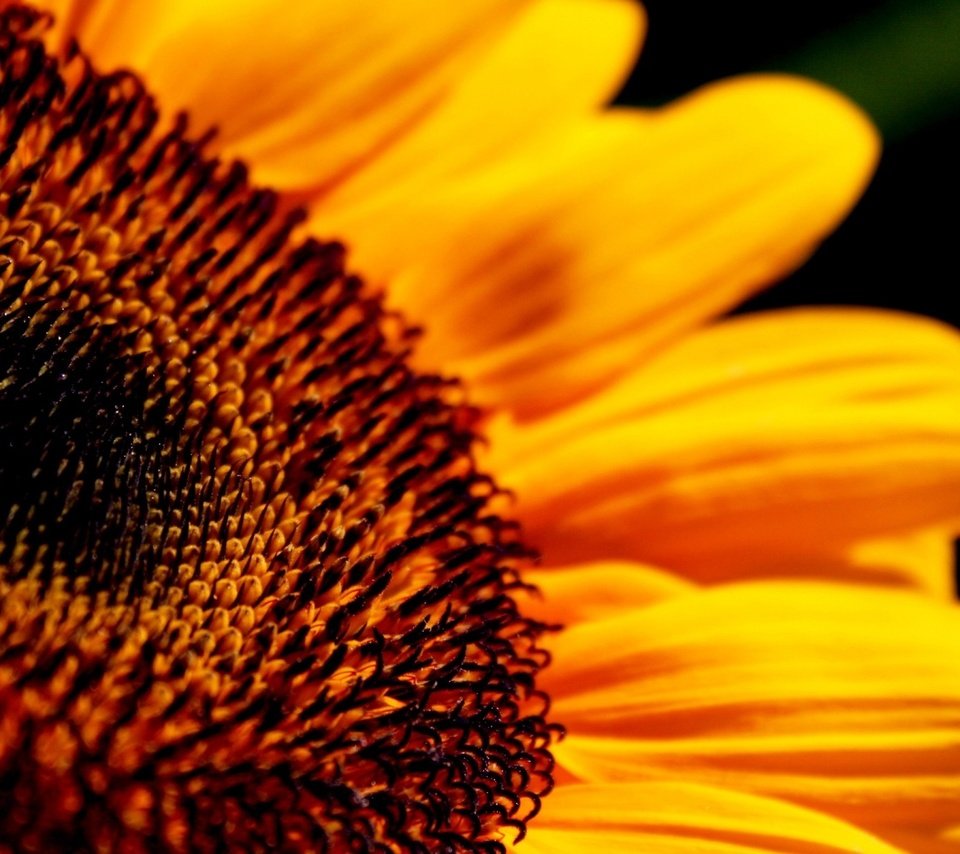 Обои макро, цветок, лепестки, подсолнух, черный фон, macro, flower, petals, sunflower, black background разрешение 1920x1200 Загрузить