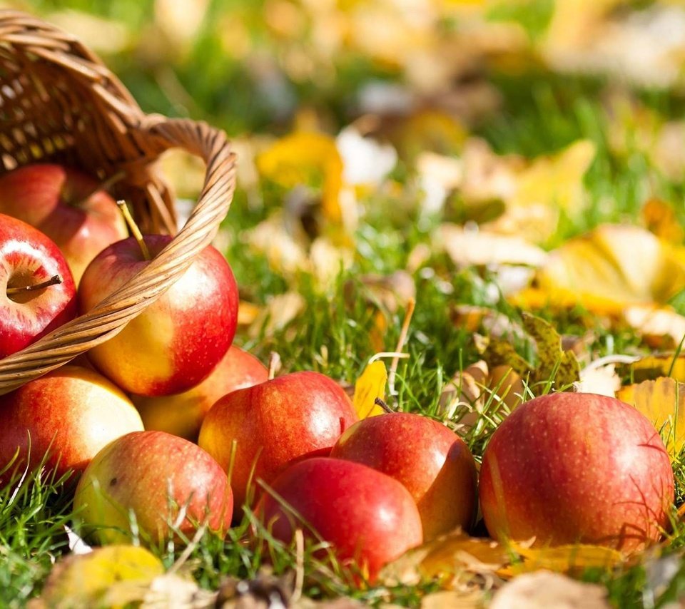 Обои трава, листья, фрукты, яблоки, осень, корзина, grass, leaves, fruit, apples, autumn, basket разрешение 1920x1200 Загрузить