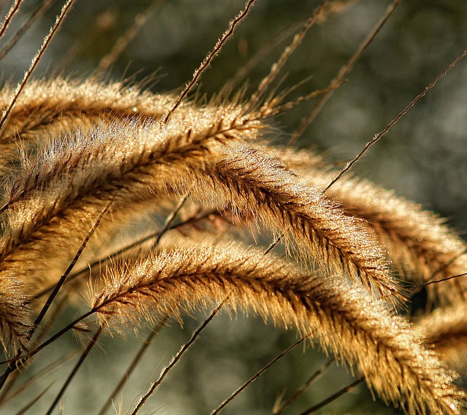 Обои трава, природа, макро, колосья, колоски, растение, красиво, grass, nature, macro, ears, spikelets, plant, beautiful разрешение 2560x1600 Загрузить