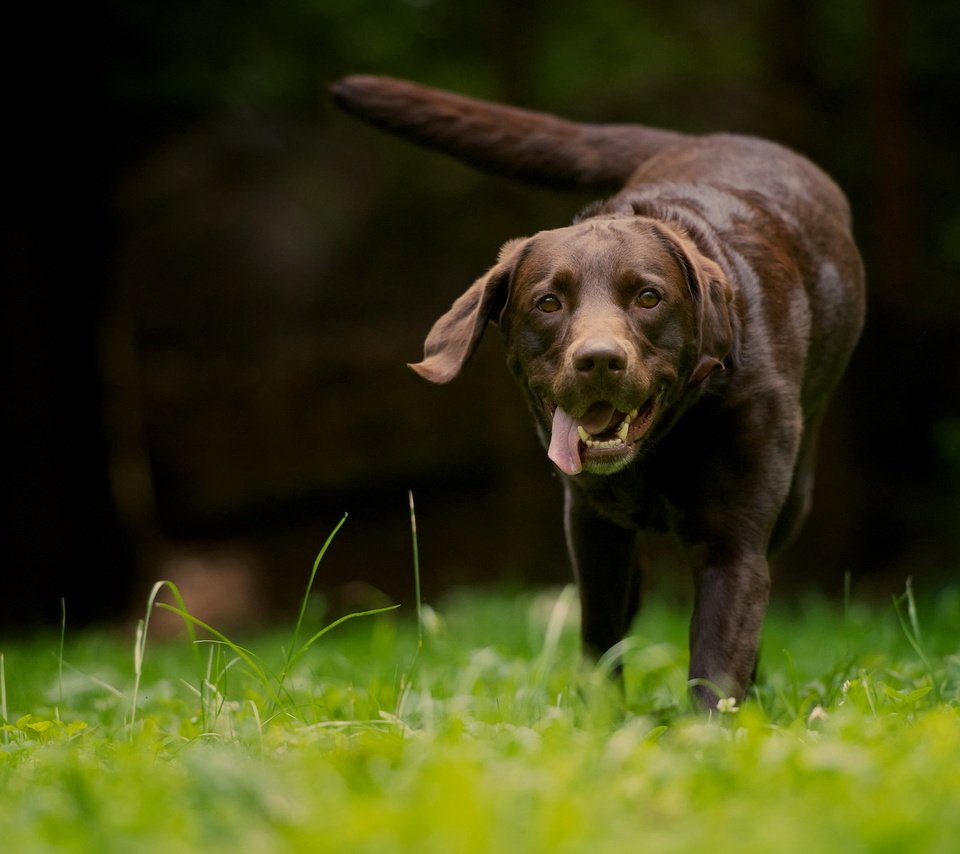 Обои трава, природа, зелень, язык, ретривер, лабрадор ретривер, grass, nature, greens, language, retriever, labrador retriever разрешение 1920x1200 Загрузить